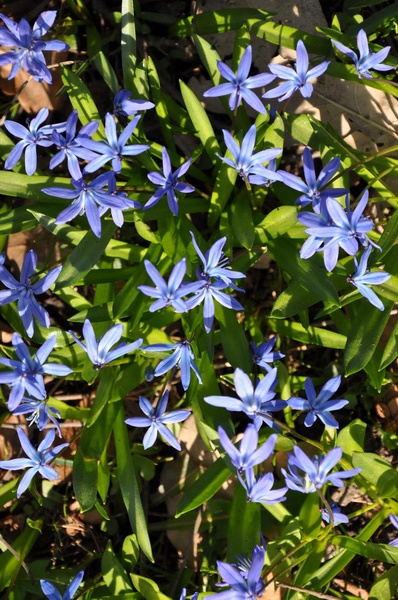Scilla   025.jpg